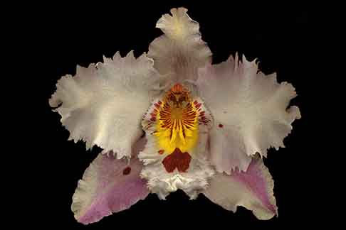 Spring/Summer 2013 Moodboard Heading - Orchidaceae